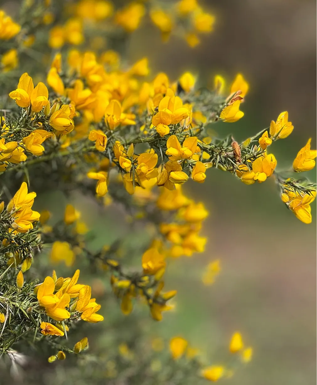 Gorse